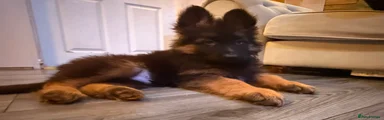 German Shepherd Puppy 2