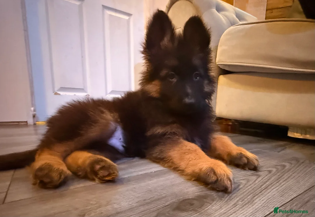 German Shepherd dogs for sale: Kc Registered Long Haired German Shepherd Puppies - Advert 35