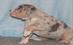 American Bully dogs for sale: 🏡Ready to leave 2 weeks 🔥🦍AMERICAN BULLIES🔥🦍 - Image 2