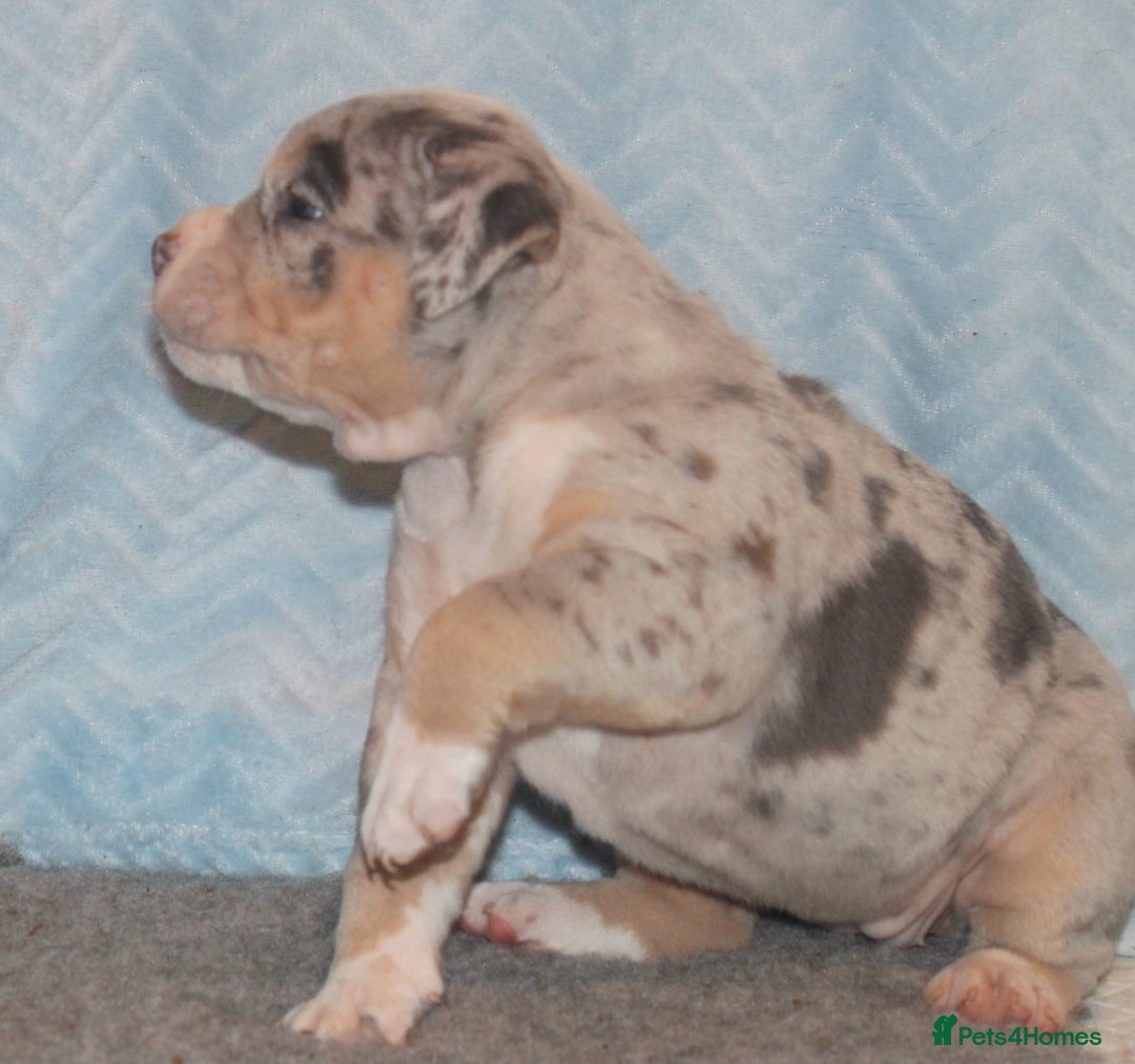 American Bully dogs for sale: 🏡Ready to leave 2 weeks 🔥🦍AMERICAN BULLIES🔥🦍 - Image 2