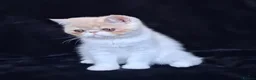 Persian cats for sale: Persian/exotic kittens - Advert 9
