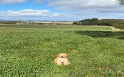 Cavapoo dogs for sale: Cavapoo 20 weeks  - Image 4