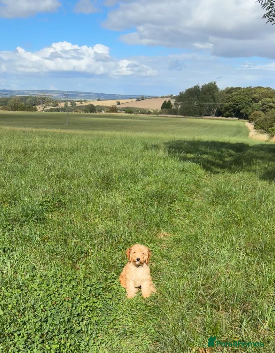 Cavapoo dogs for sale: Cavapoo 20 weeks  - Image 4