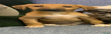 Puppy 2 - Fawn 