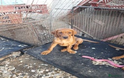 Labrador Retriever dogs for sale: K.CRegistered Ladrador Puppies  - Image 6