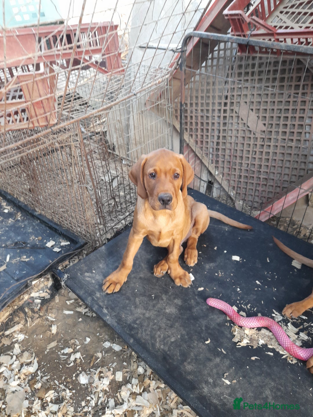 Labrador Retriever dogs for sale: K.CRegistered Ladrador Puppies  - Image 6