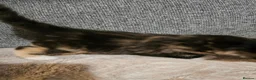 Mixed Breed cats for sale: Beautiful mixed breed kittens  - Advert 13
