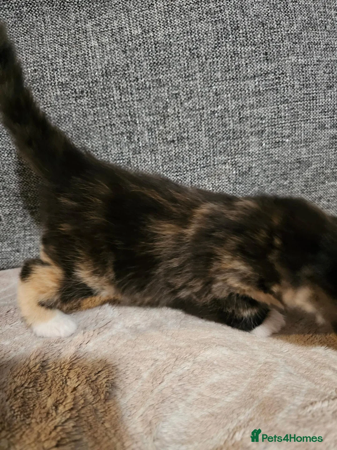 Mixed Breed cats for sale: Beautiful mixed breed kittens  - Advert 13