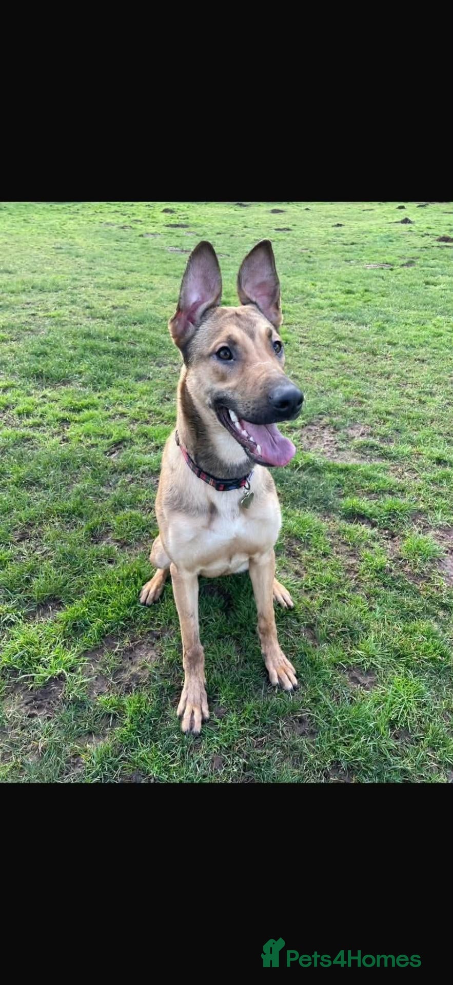 Mixed Breed dogs Bonnie - Advert 1