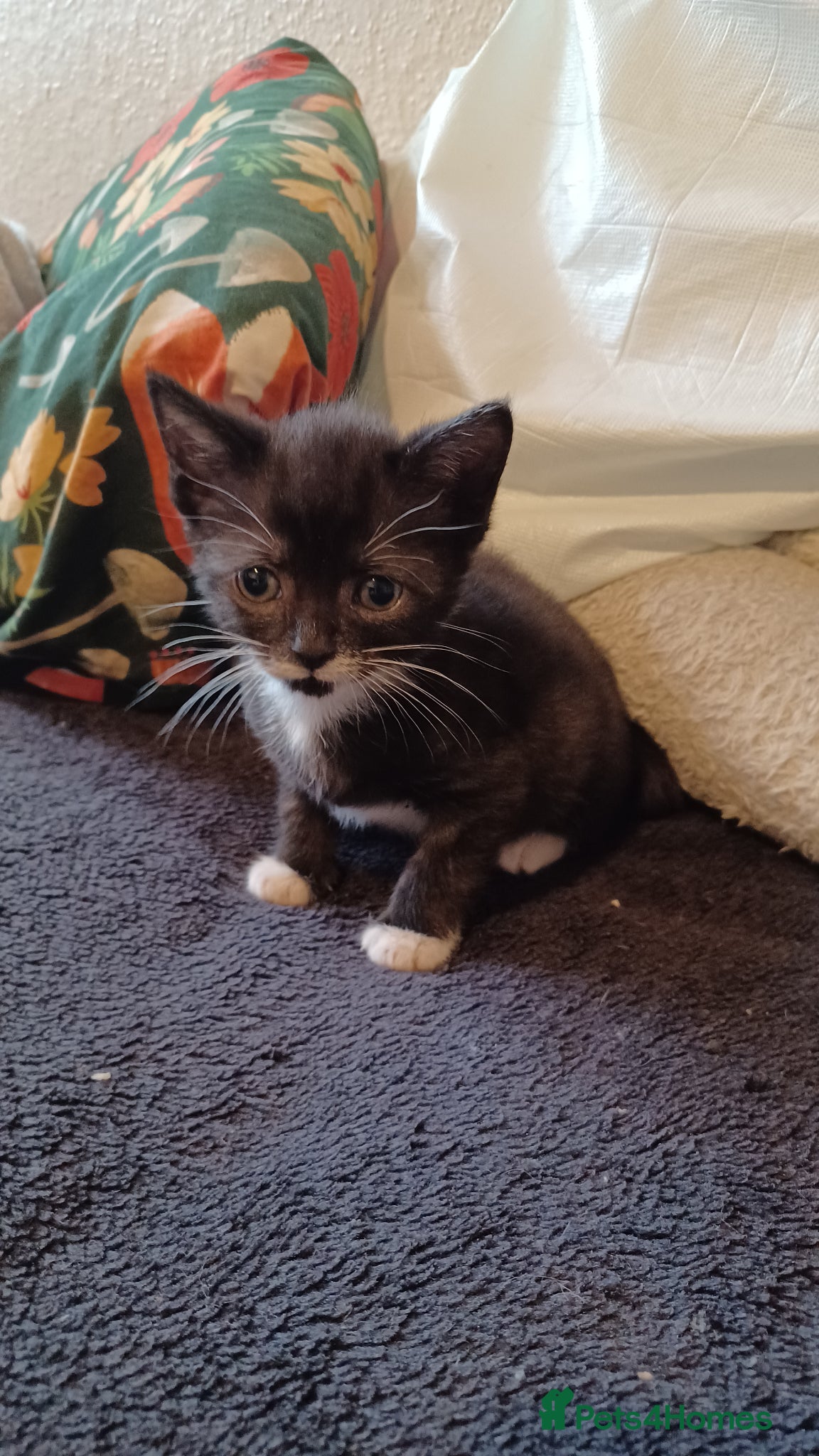 Mixed Breed cats 2boys & 2girls - Advert 1