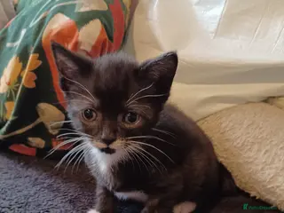 Mixed Breed cats 2boys & 2girls - Advert 1