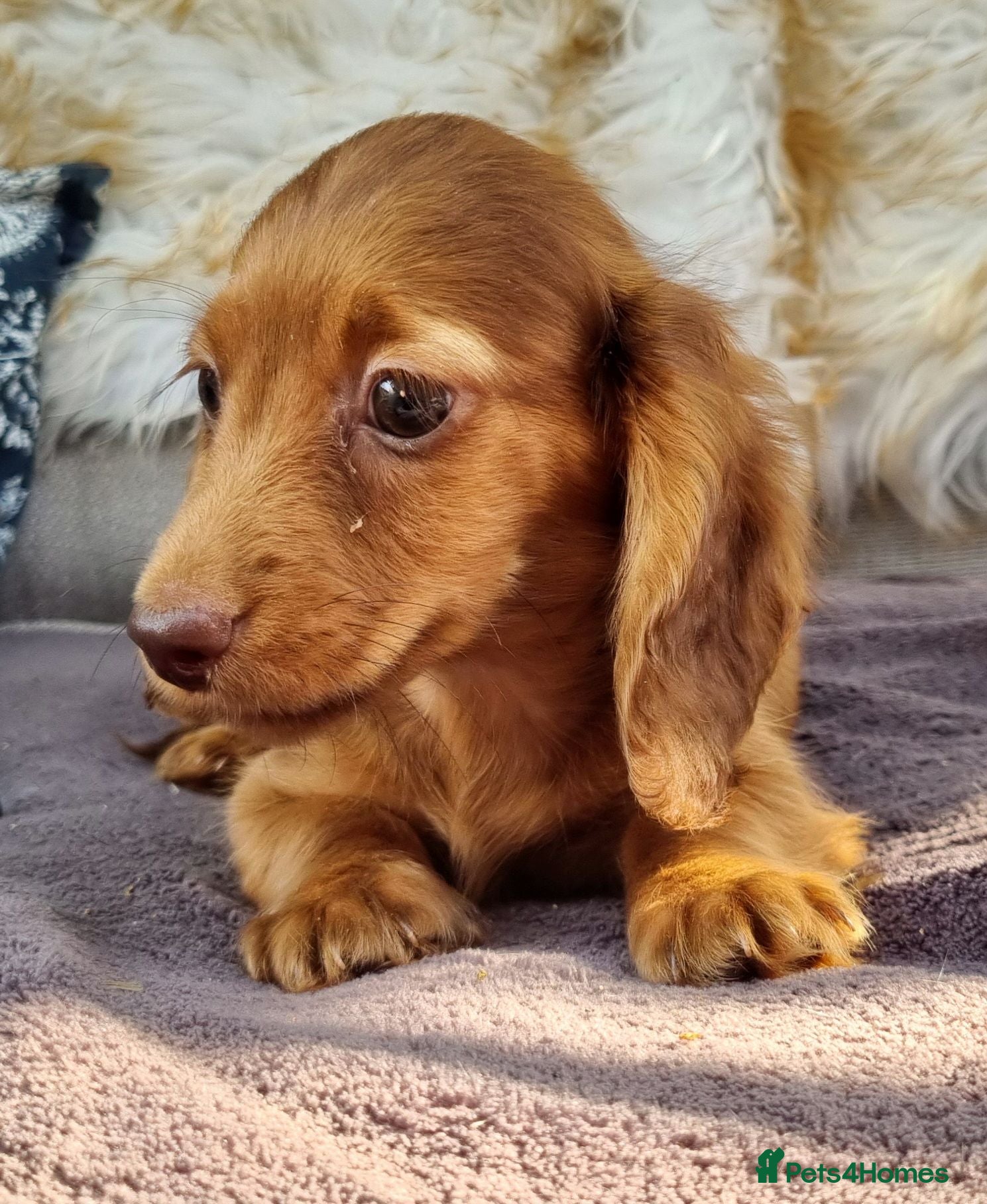 Dachshund dogs 5* True Minature Long Haired Choc Dachshund  - Advert 21