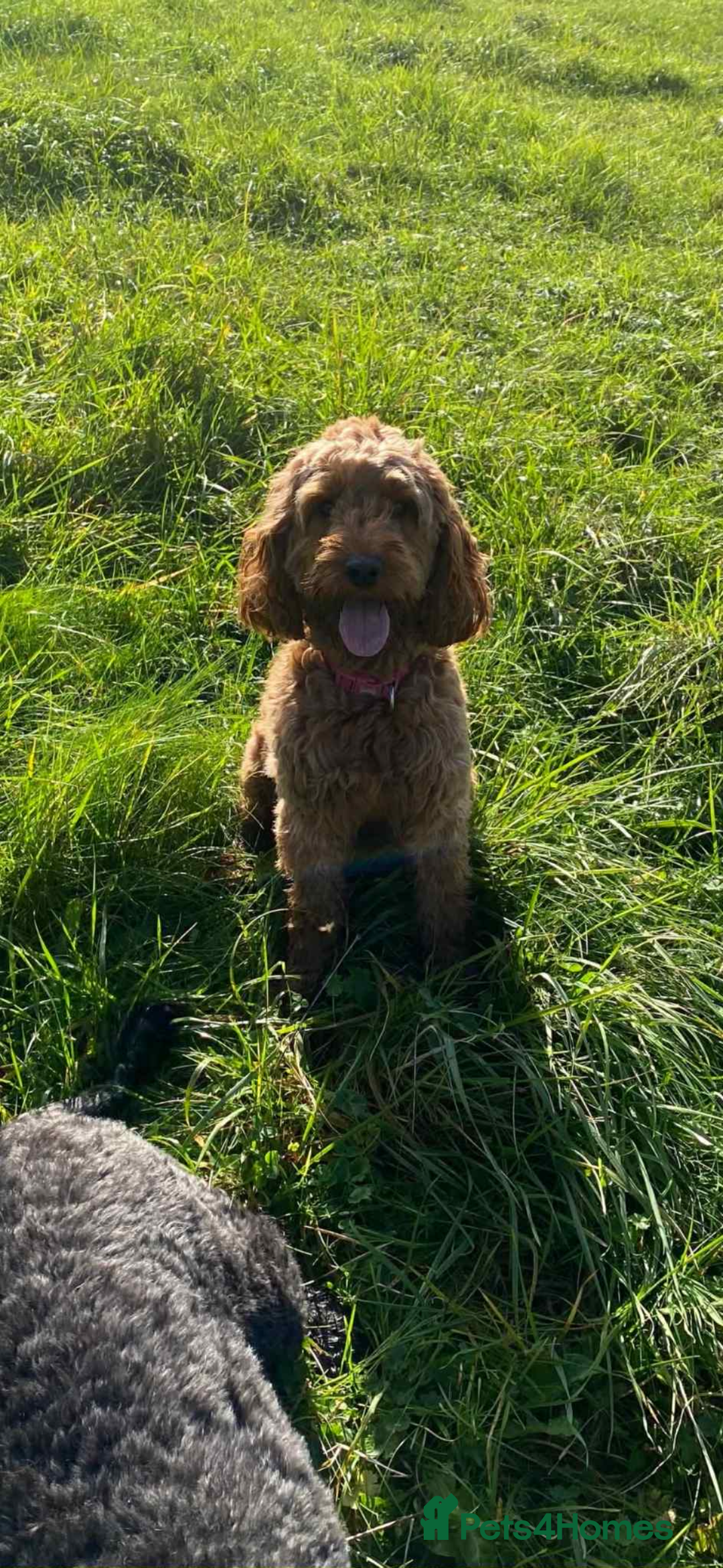 Cockapoo dogs for sale: F2 cockapoo pups  - Image 7