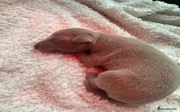 Italian Greyhound dogs for sale: 1 KC reg boy available  - Image 6