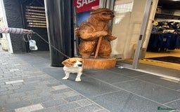 Beagle dogs for stud: Ragnar (KC STUD) in Liverpool - Image 4