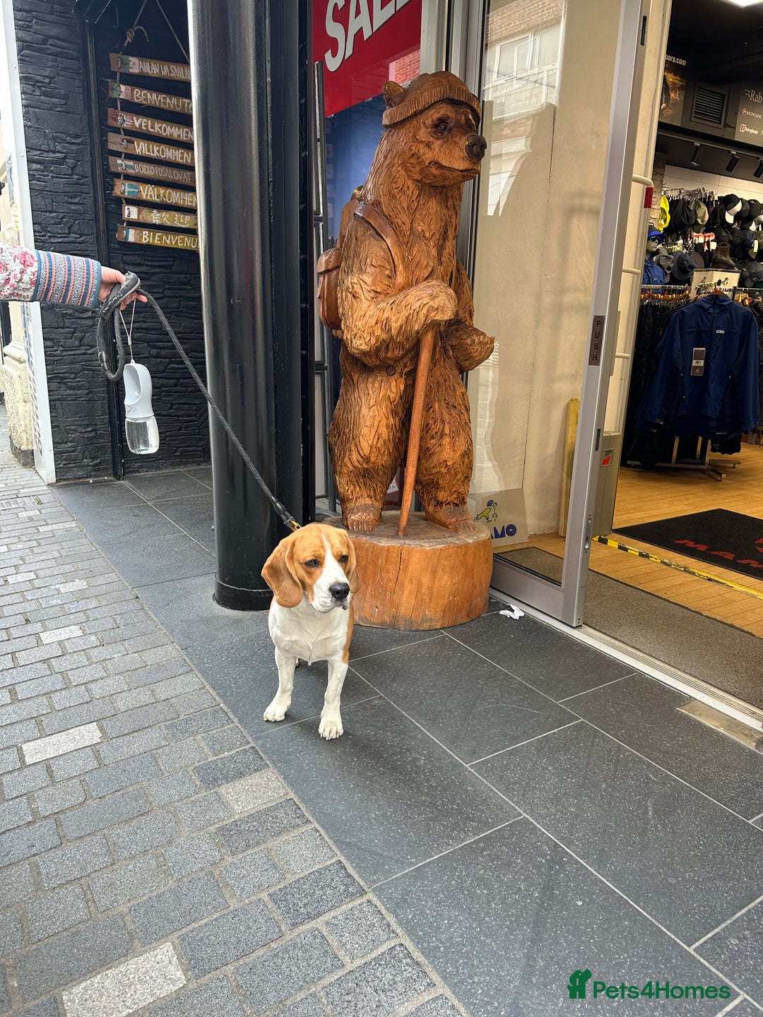 Beagle dogs for stud: Ragnar (KC STUD) in Liverpool - Image 4