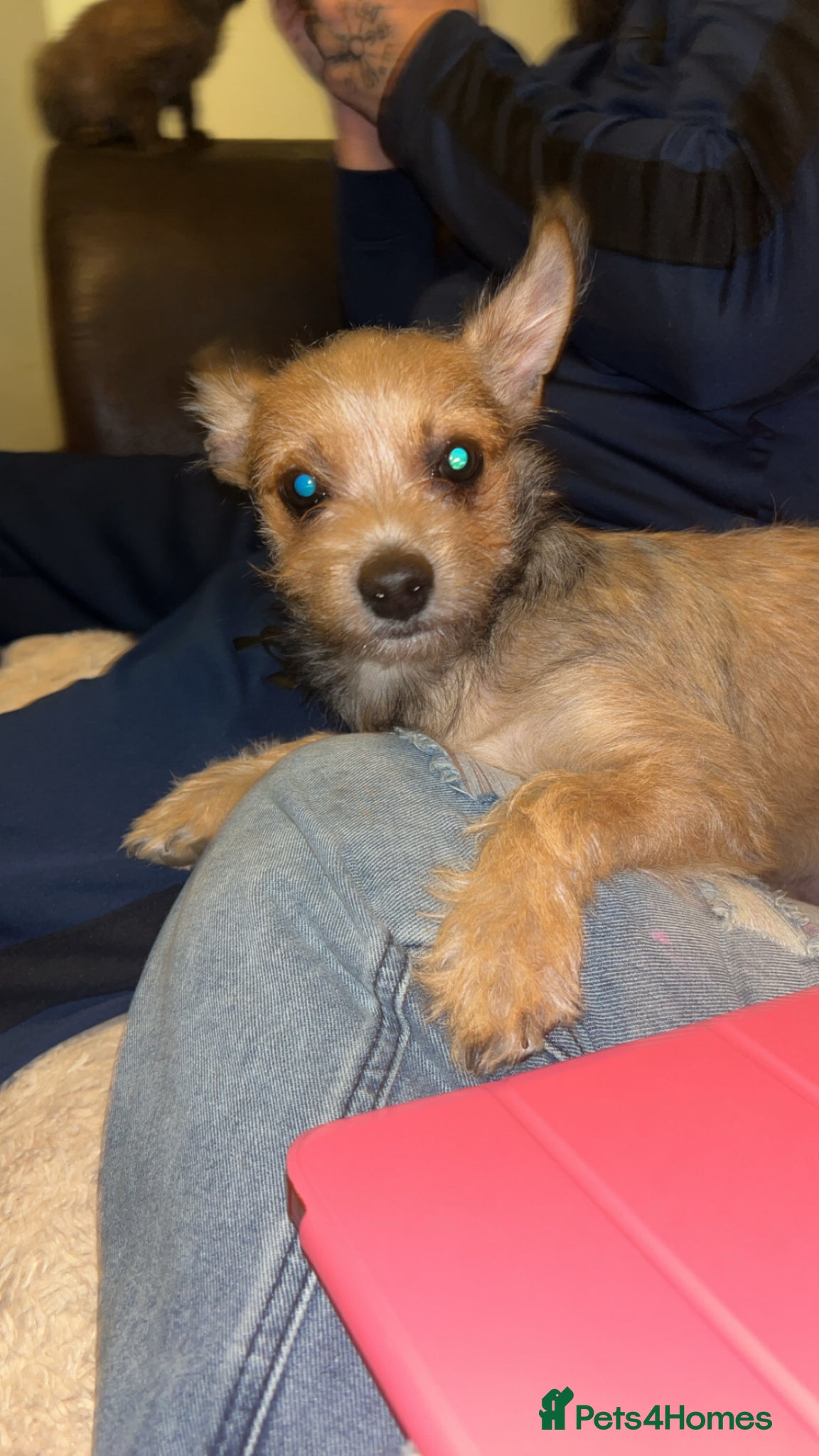 Mixed Breed dogs Chipin (last boy) - Advert 11