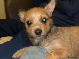 Mixed Breed dogs Chipin (last boy) - Advert 11