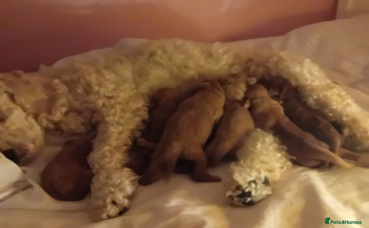Cavapoo dogs - Advert 1