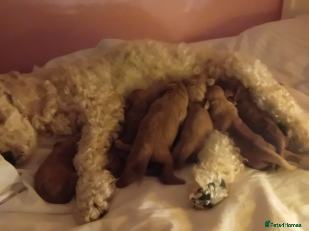 Cavapoo dogs for sale: F2 pups, parents are both f1 cavapoos - Image 1