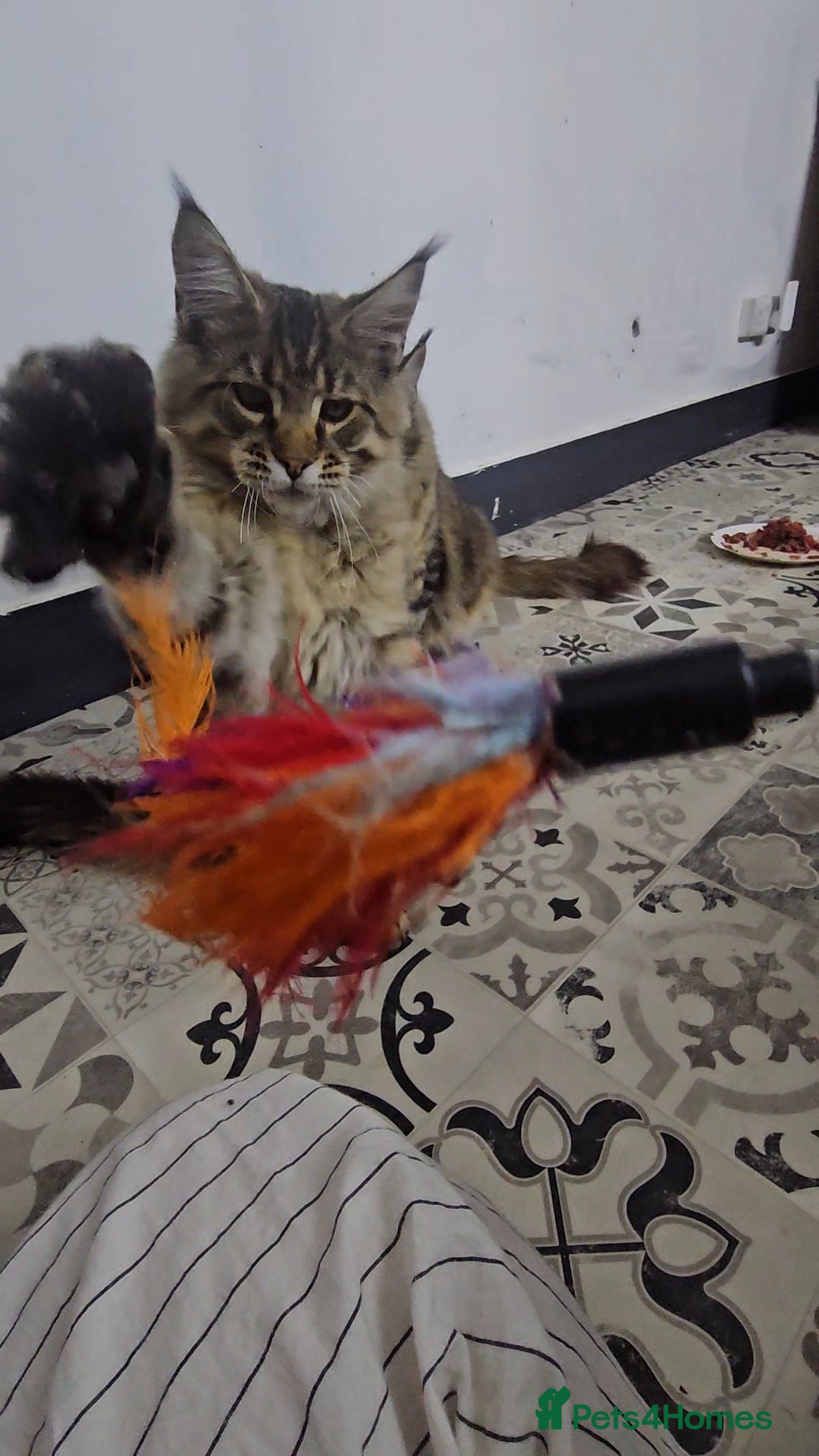 Maine Coon cats for sale: Pedigree Maine Coon boy from tested parents  - Image 13