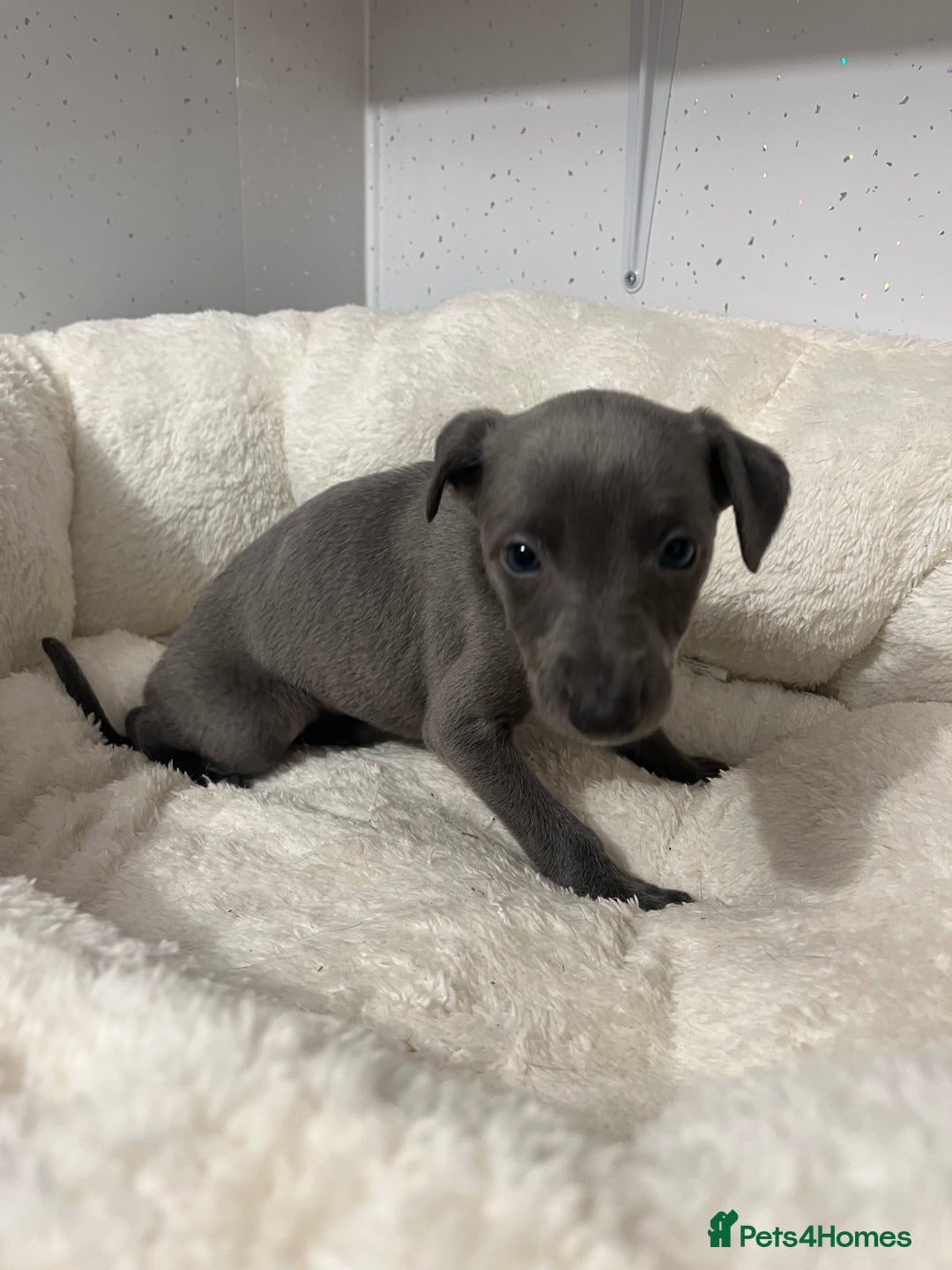 Whippet dogs for sale: Whippet  - Advert 5