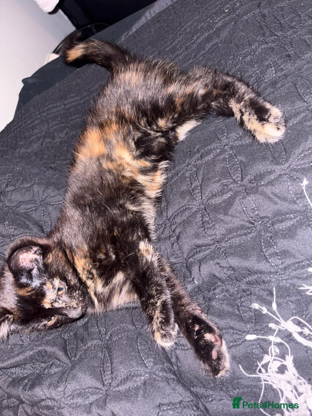 British Shorthair cats for sale: 2 female kittens  in Lancaster - Advert 2