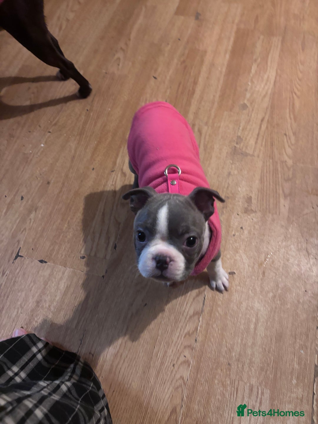 Boston Terrier dogs for sale: Beautiful Boston Boys - Advert 4