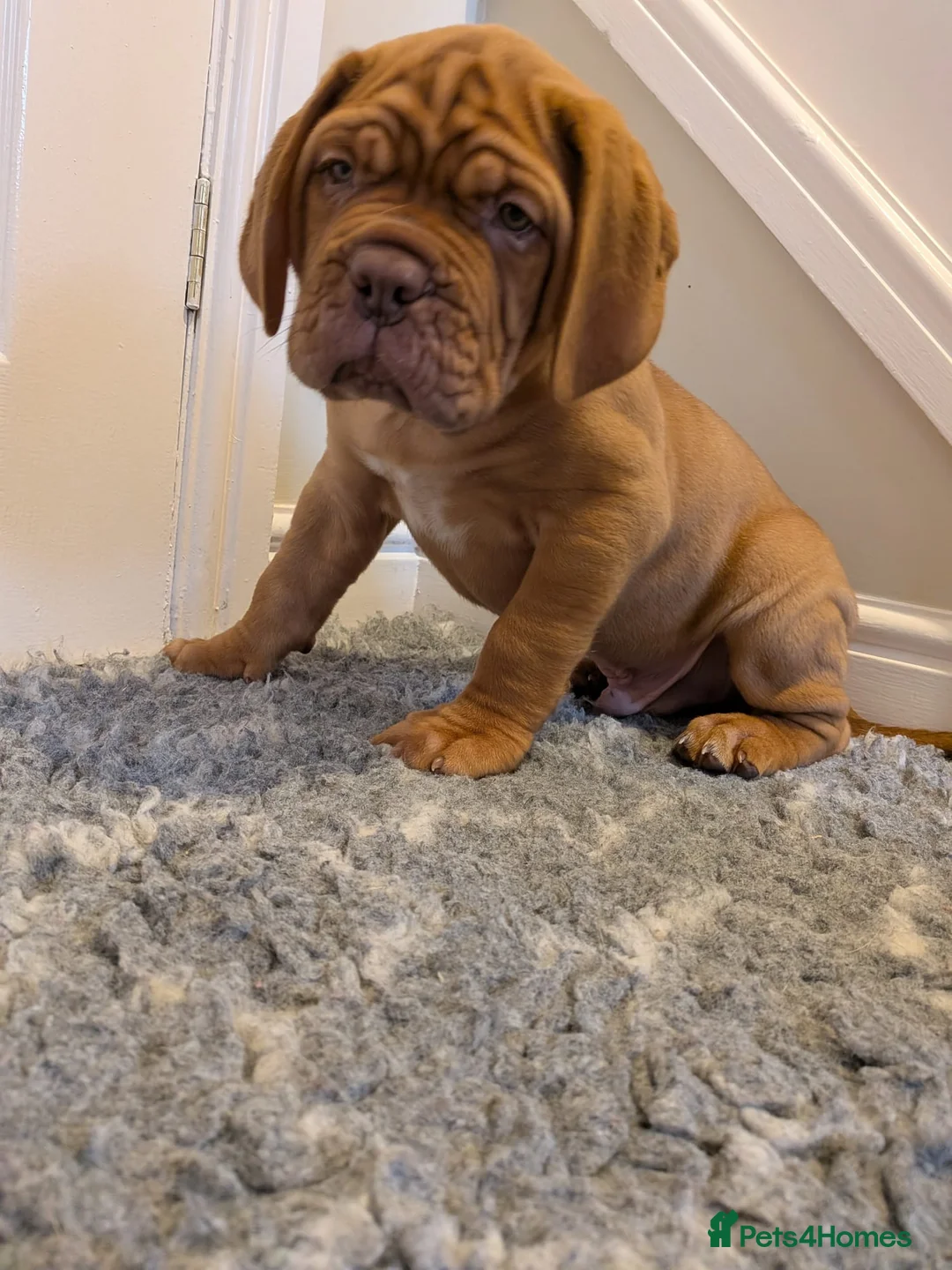 Dogue De Bordeaux dogs for sale: Pedigree chunky pups ready on Tuesday  - Advert 21
