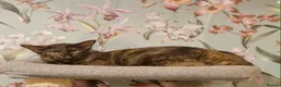 Oriental cats for sale: Beautiful Chocolate Tortie Oriental Longhair in Oswestry - Advert 5