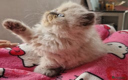 Persian cats for sale: Colourpoint blue/blue lynx  - Image 8