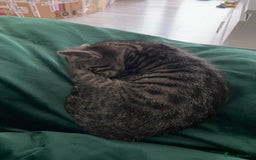Domestic Shorthair cats for sale: Beautiful tabby shorthair kittens for sale  - Image 13