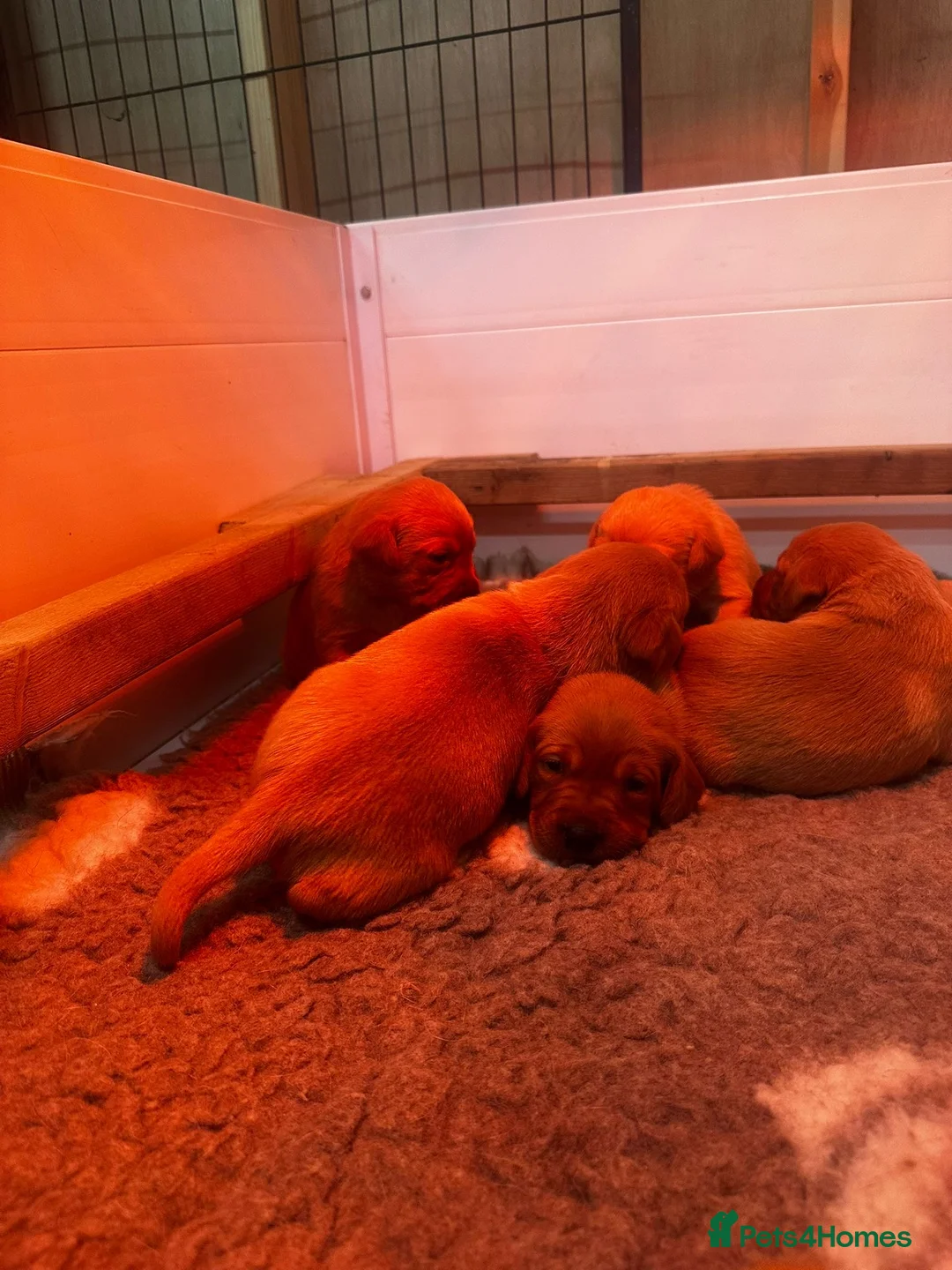 Labrador Retriever dogs for sale: FULLY HEALTH TESTED FOX RED LABRADOR PUPPIES - Advert 9