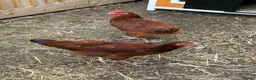Chickens poultry for sale: Two point of lay chickens for sale  - Advert 2