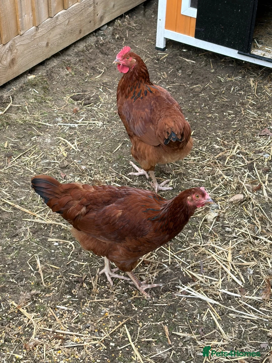 Chickens poultry for sale: Two point of lay chickens for sale  - Advert 2