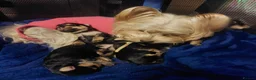 Yorkshire Terrier dogs for sale: Yorkshire Terrier Puppies — 2 Boys & 2 Girls Ready - Advert 2