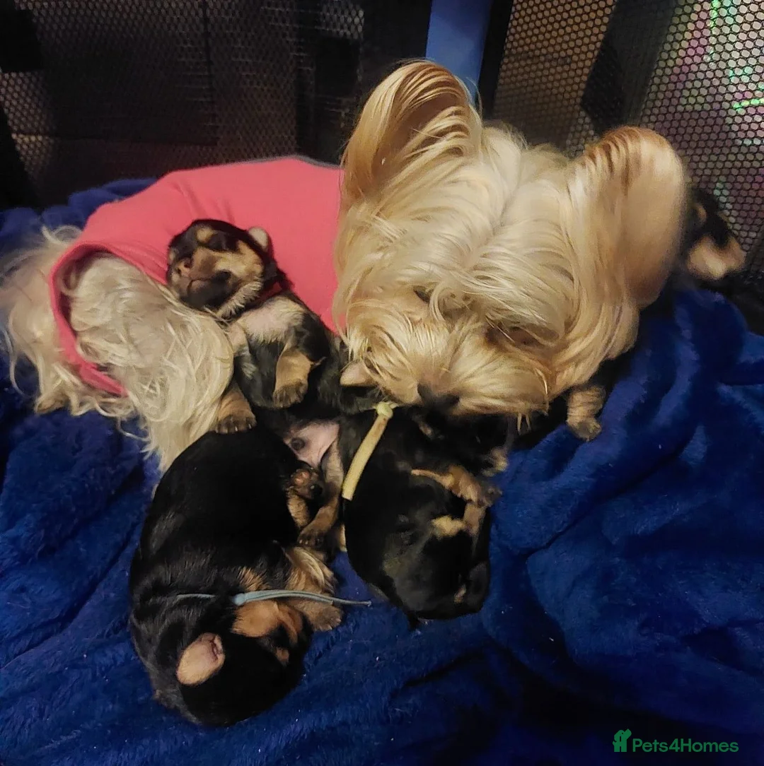 Yorkshire Terrier dogs for sale: Yorkshire Terrier Puppies — 2 Boys & 2 Girls Ready - Advert 2