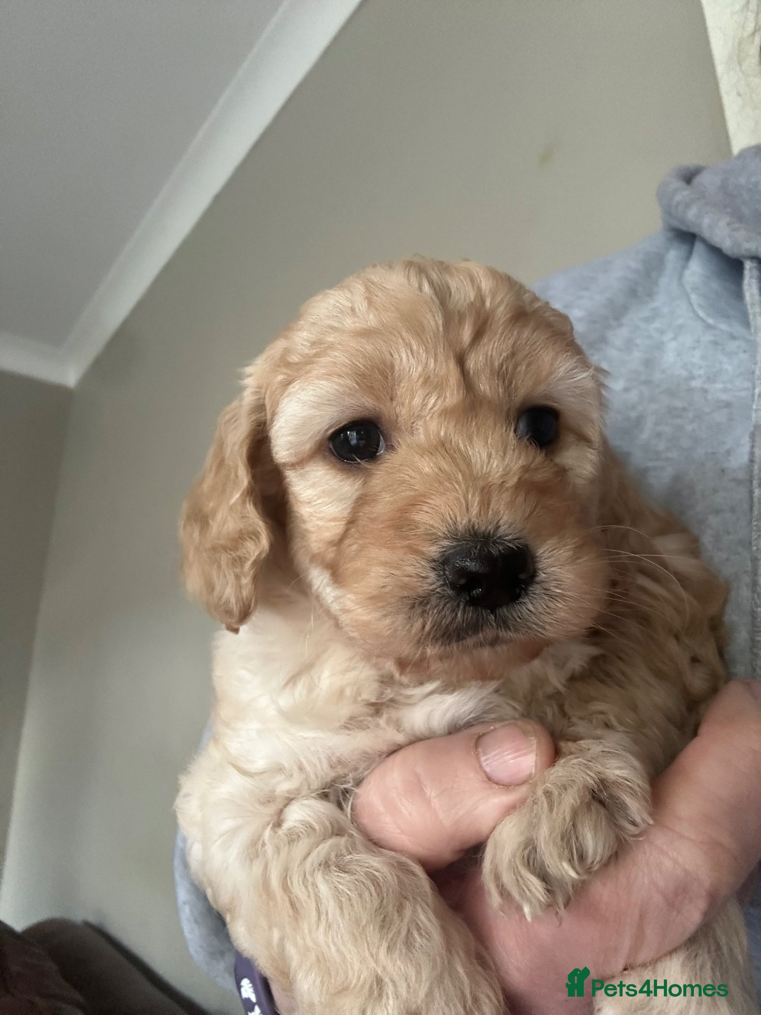 Cockapoo dogs Cockapoo F1 - Advert 2