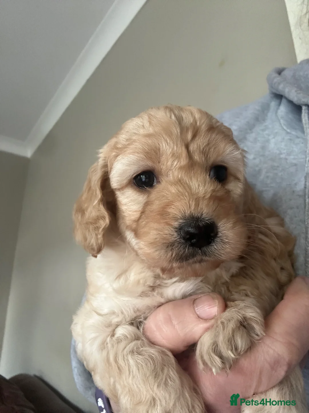 Cockapoo dogs for sale: Cockapoo F1 - Advert 2