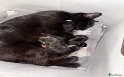 Mixed Breed cats for sale: Beautiful kittens looking for there forever home  - Image 6