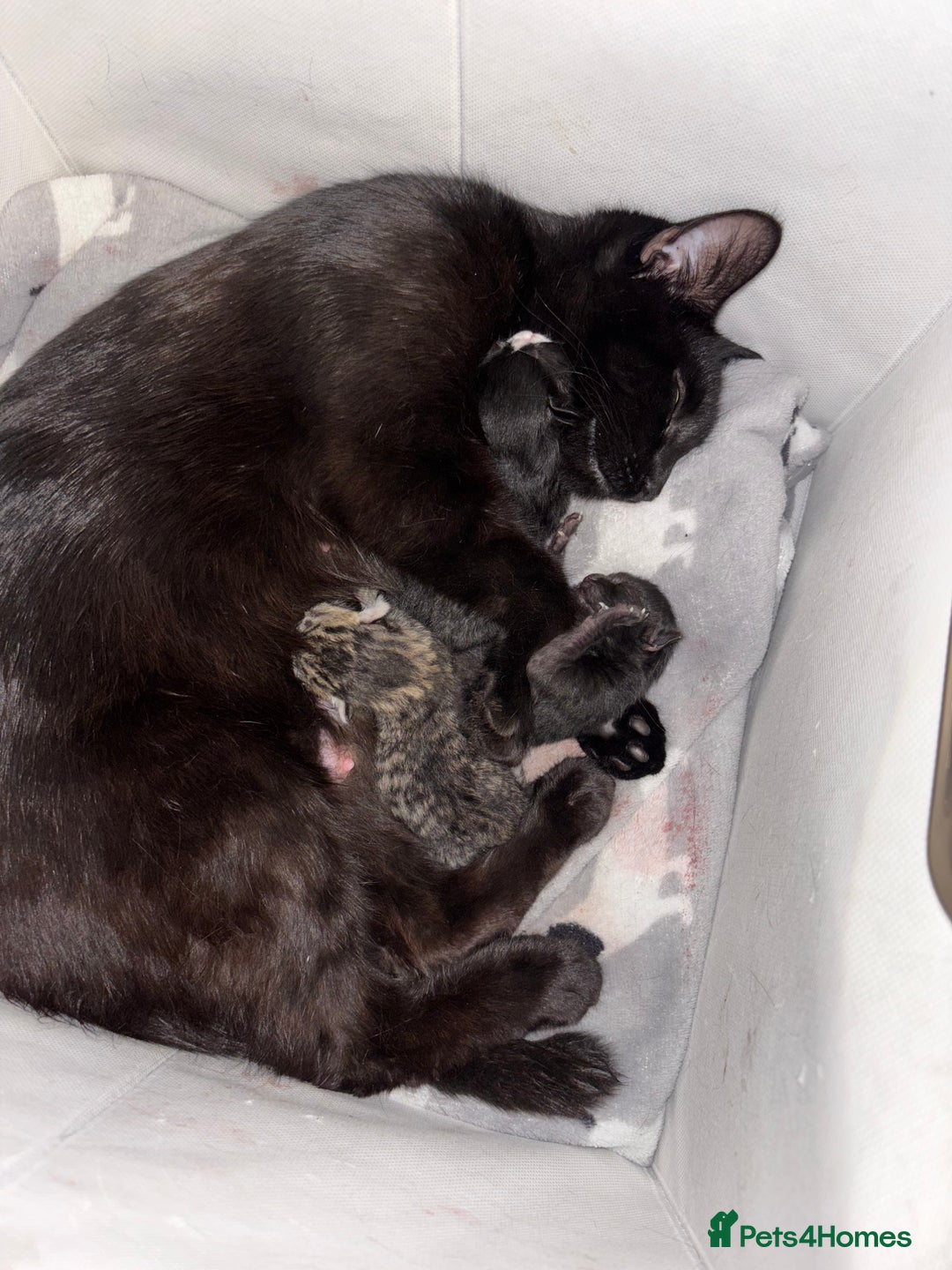Mixed Breed cats for sale: Beautiful kittens looking for there forever home  - Image 6