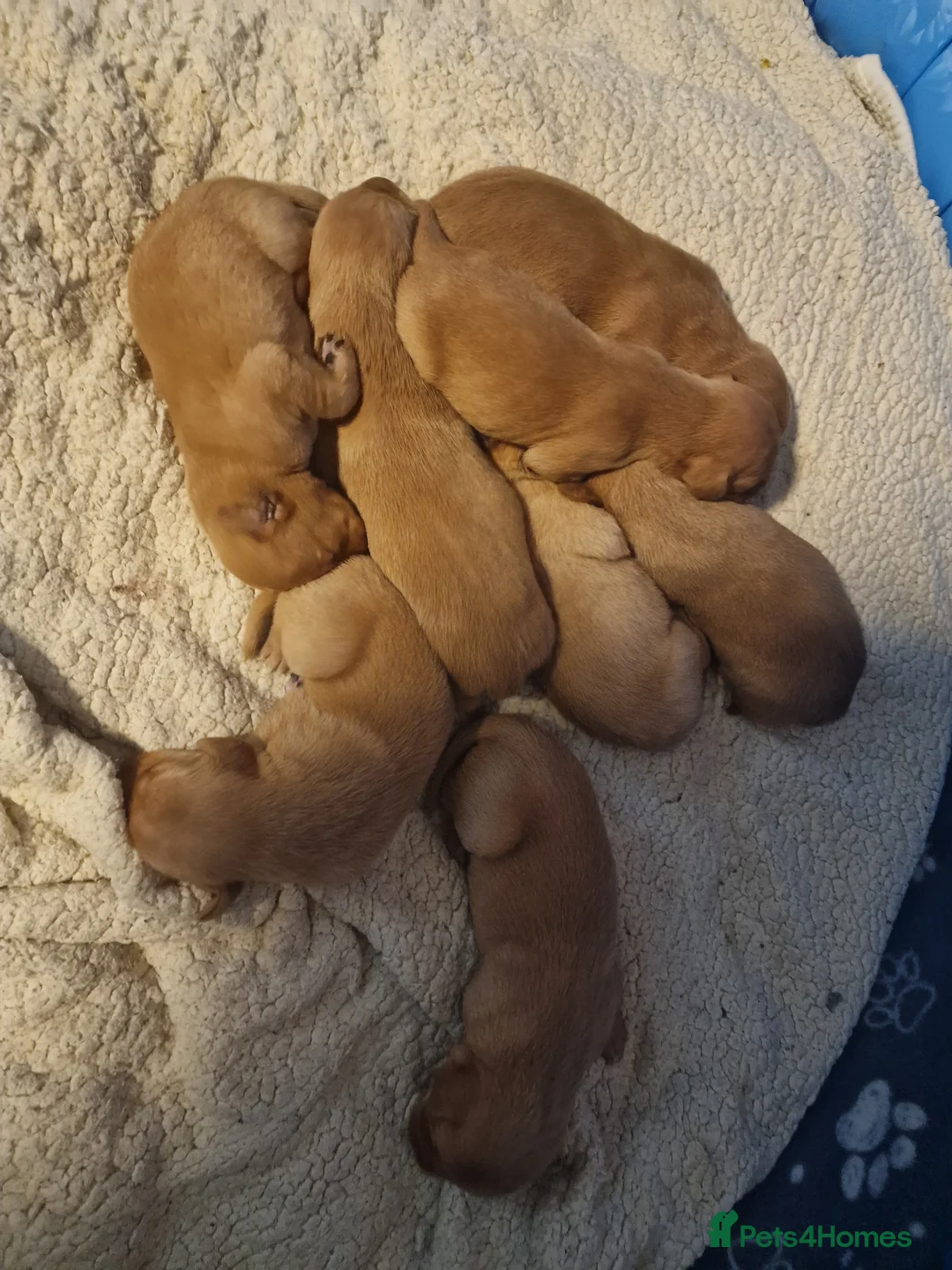 Labrador Retriever dogs for sale: Ready Now! Beautiful Red Fox Labrador Puppies - Advert 32