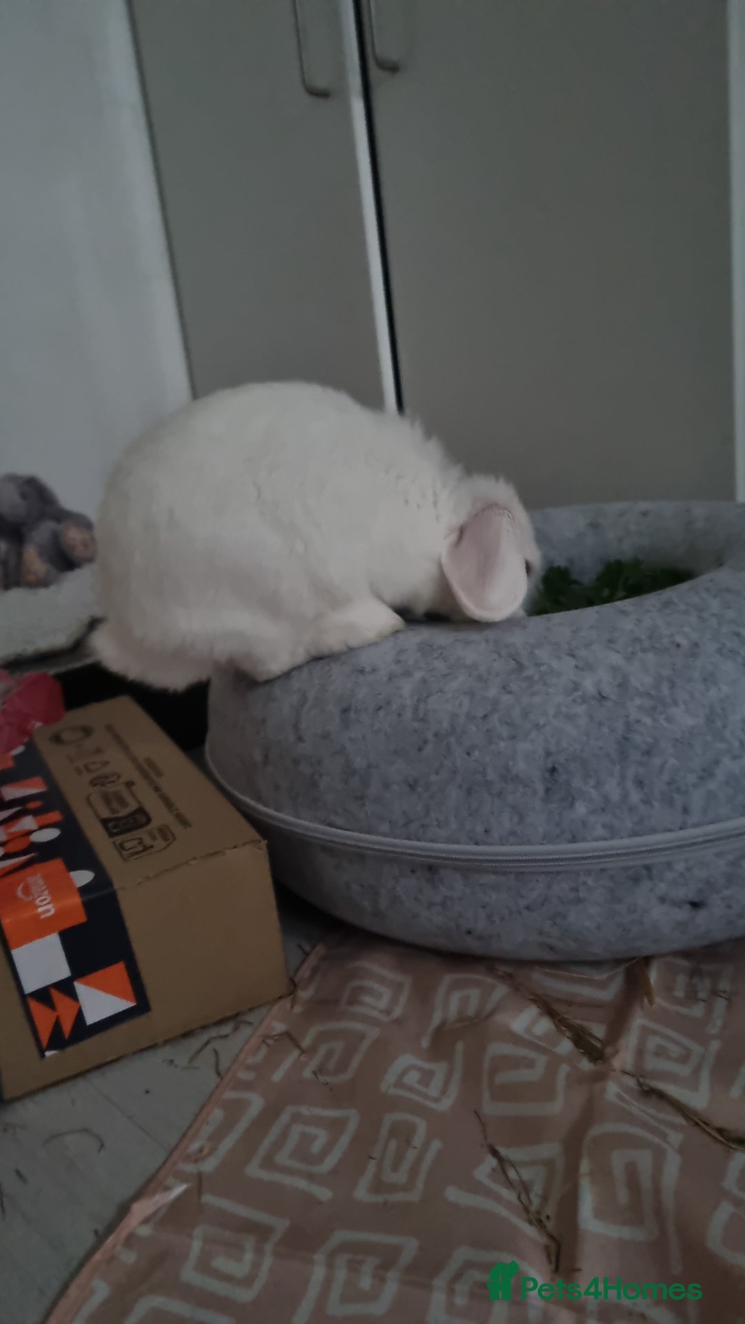 Dwarf Lop rabbits for sale: Pure Breed White Dwarf Lop with blue eyes - Advert 5