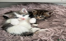 Maine Coon cats for sale: Gorgeous Maine Coon Cross Kittens - Image 5