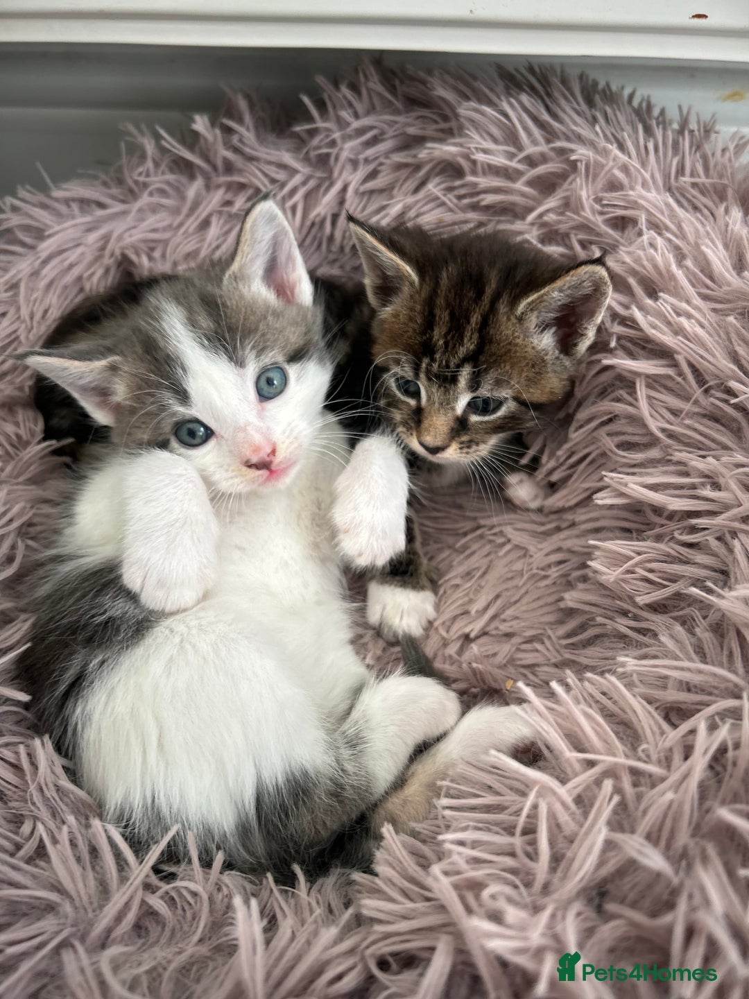 Maine Coon cats for sale: Gorgeous Maine Coon Cross Kittens - Image 5