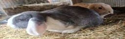 Dwarf Lop rabbits for sale: Adorable, Friendly. Laidback Dwarf Lop Boys 🐰🥰 - Advert 16
