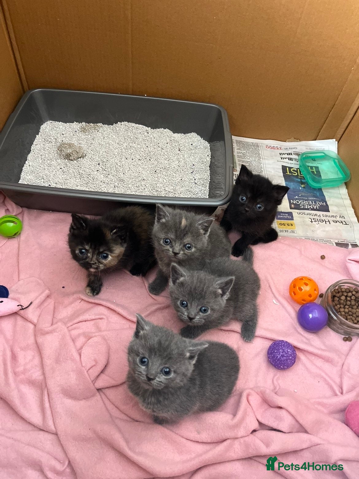 Exotic cats for sale: Beautiful litter of exotic x British shorthairs  - Advert 4
