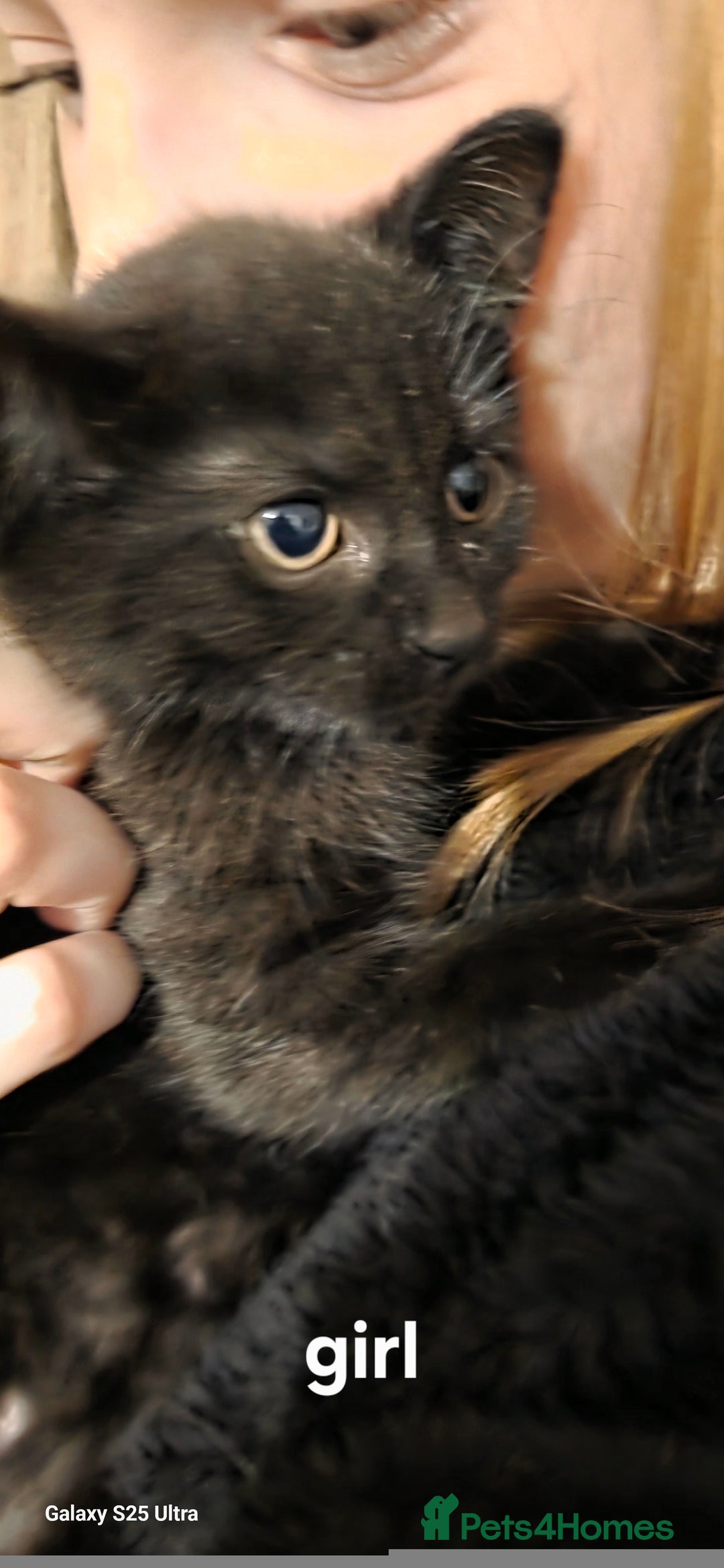 Mixed Breed cats for sale: Kittens  - Advert 3