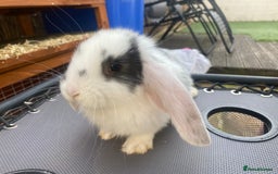 French Lop rabbits for sale: Giant French lop rabbits for sale  - Image 5