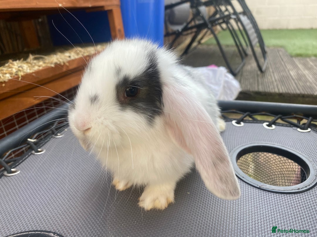 French Lop rabbits for sale: Giant French lop rabbits for sale  - Image 5